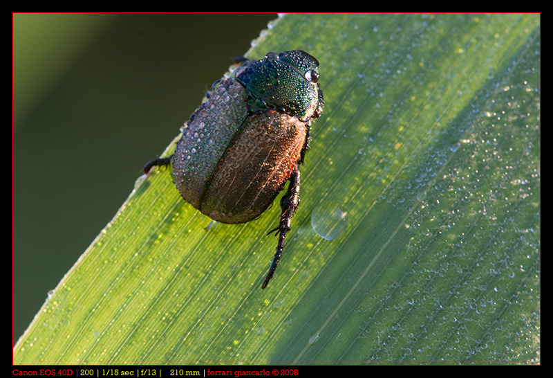 phylloperta horticola