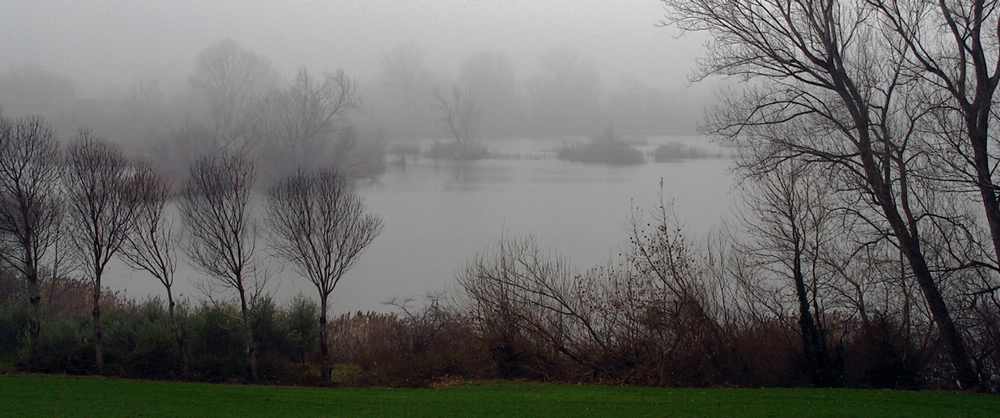 Nebbia sulla palude