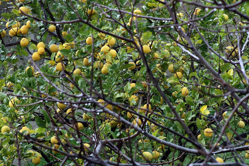 LIMONI FRA LE TRAME