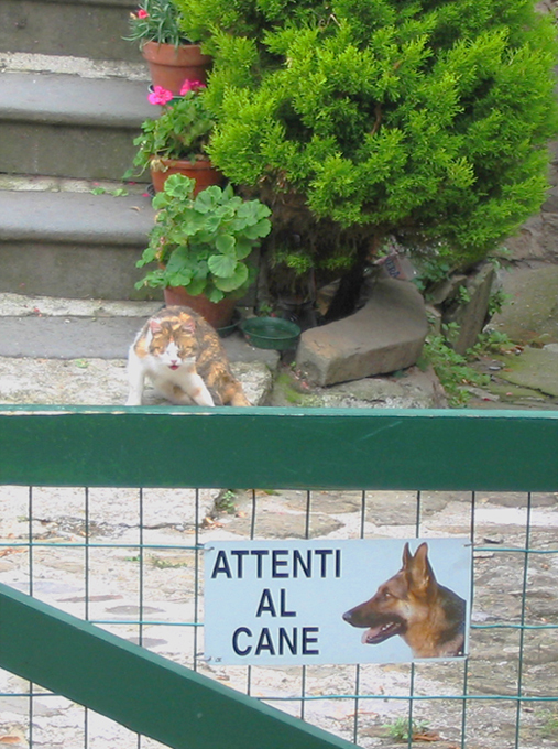 Attenti al cane!... o al gatto?
