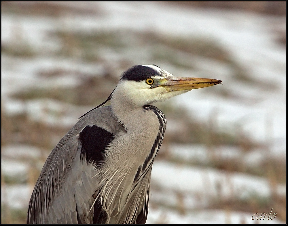 primo piano airone cenerino
