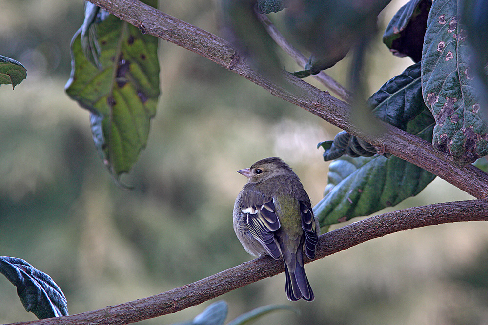 fringuello modificato