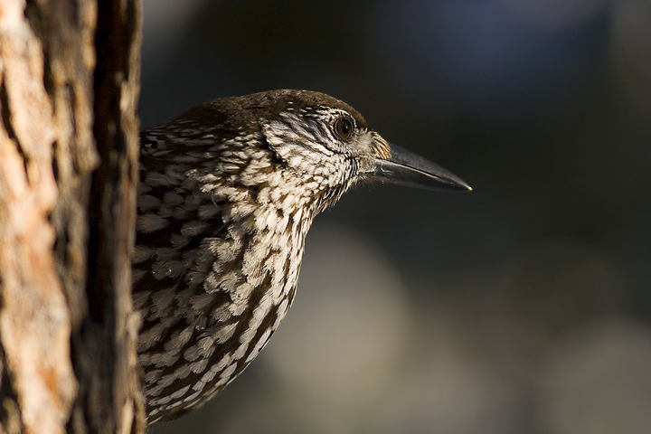 Nocciolaia - Nucifraga caryocatactes