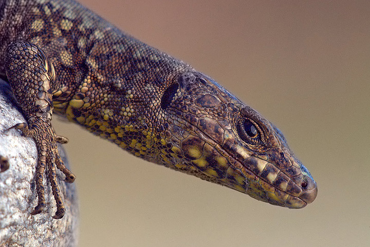 Lucertola delle muraglie