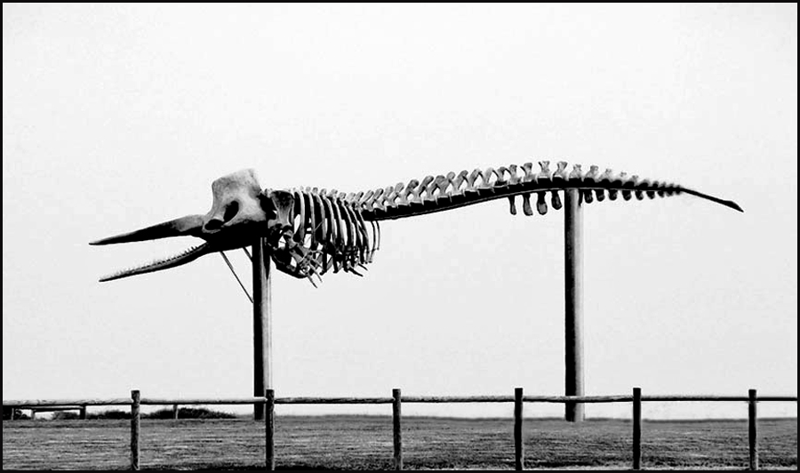 incontro inaspettato