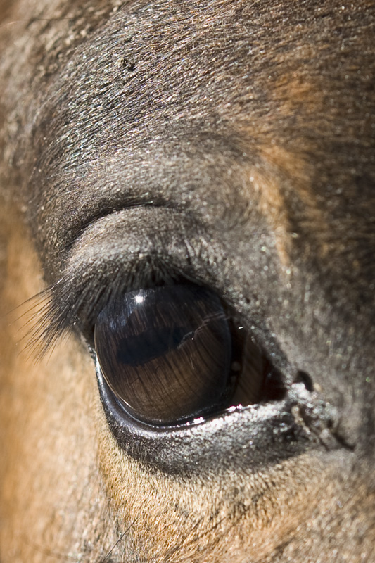 Equinocchio d'inverno