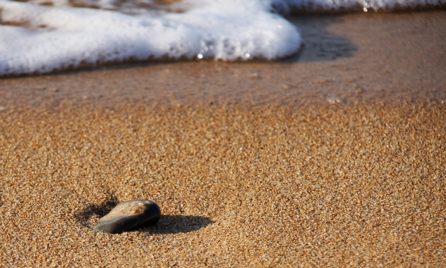 ::pitrolina solitaria::