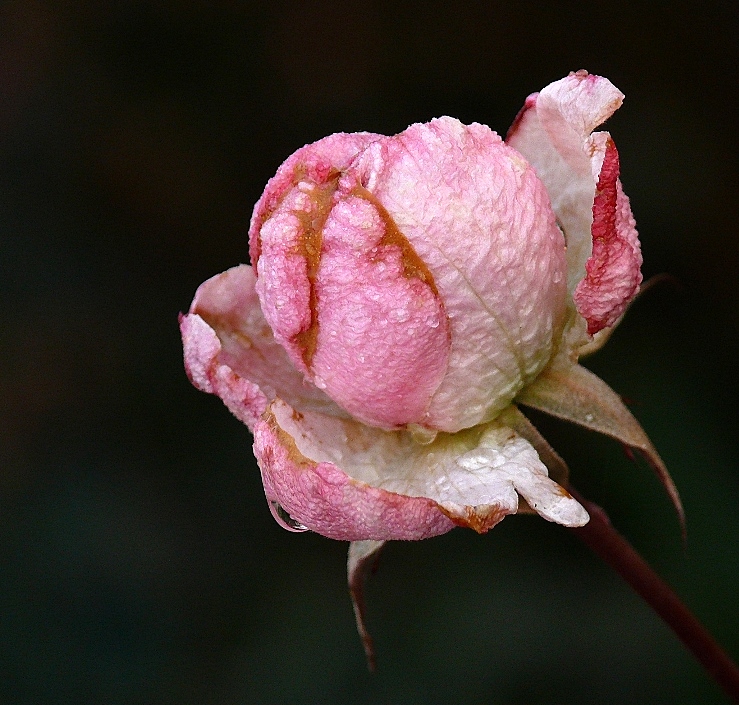 Rosa invernale