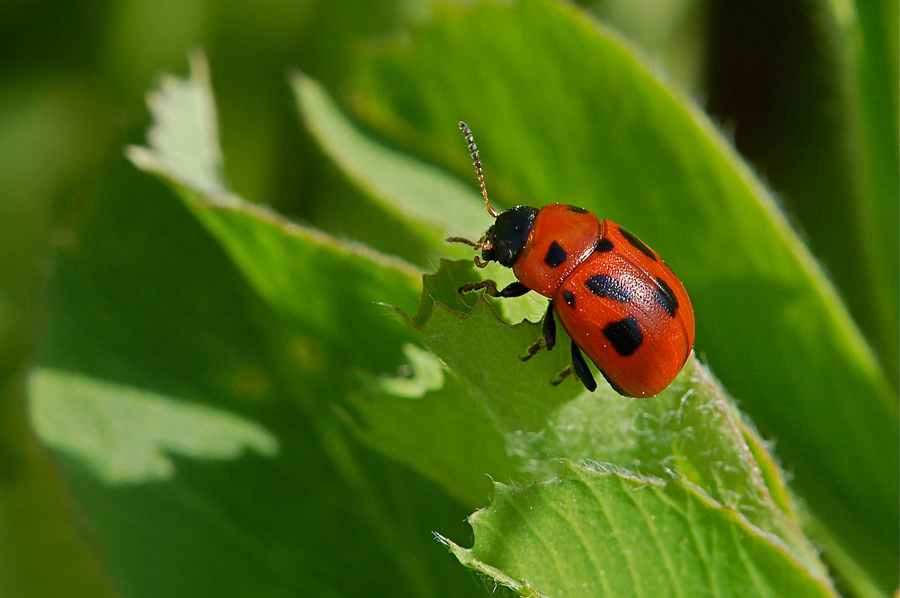Coccinella