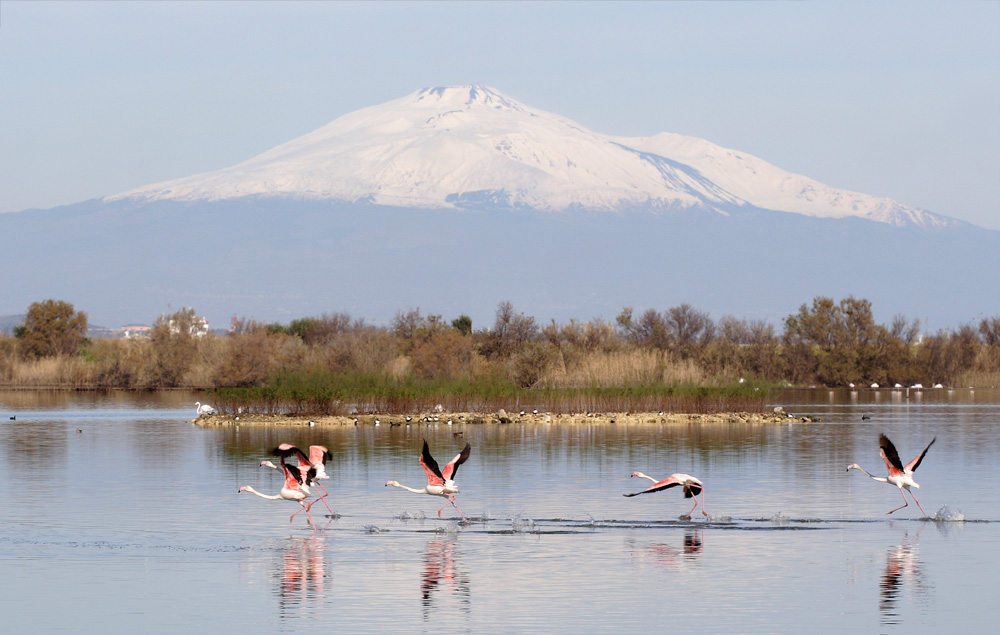 Fenicotteri rosa con lo sfondo dell'Etna innevata - Saline di Priolo - SR - foto ripulita dai rami;vedi foto precedente