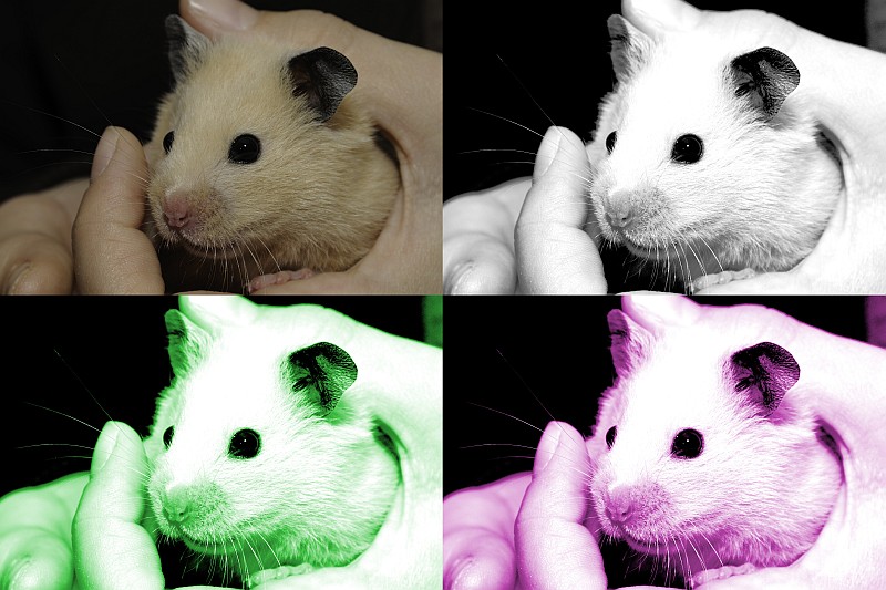 Topo Andy Warhol
