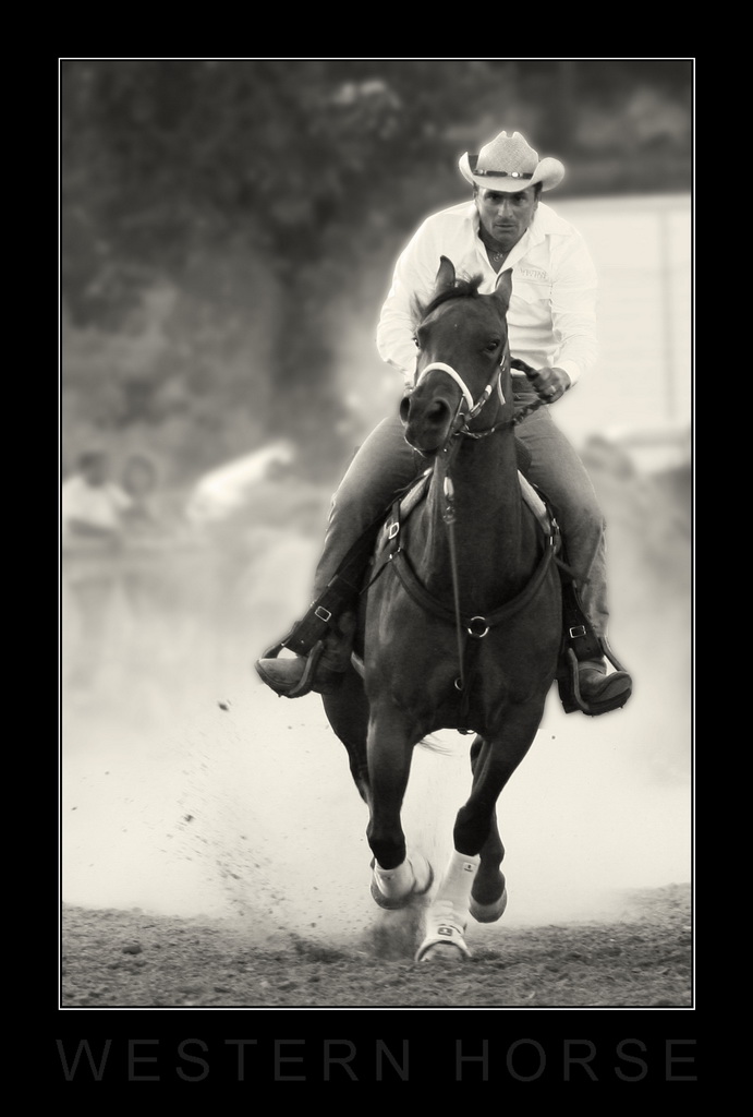 WESTERN HORSE