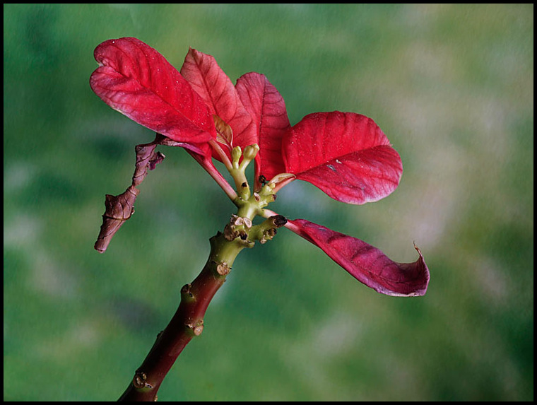 malconcio ma sopravissuto al gelo
