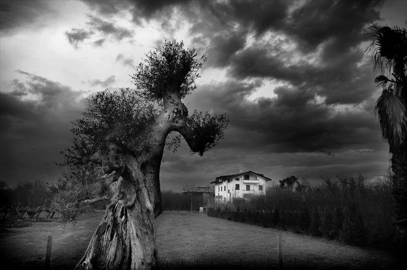 L'albero e la casetta