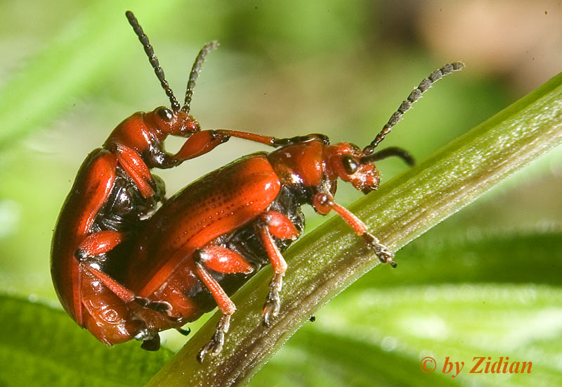 Lilioceris merdigera (Linneo): accoppiamento