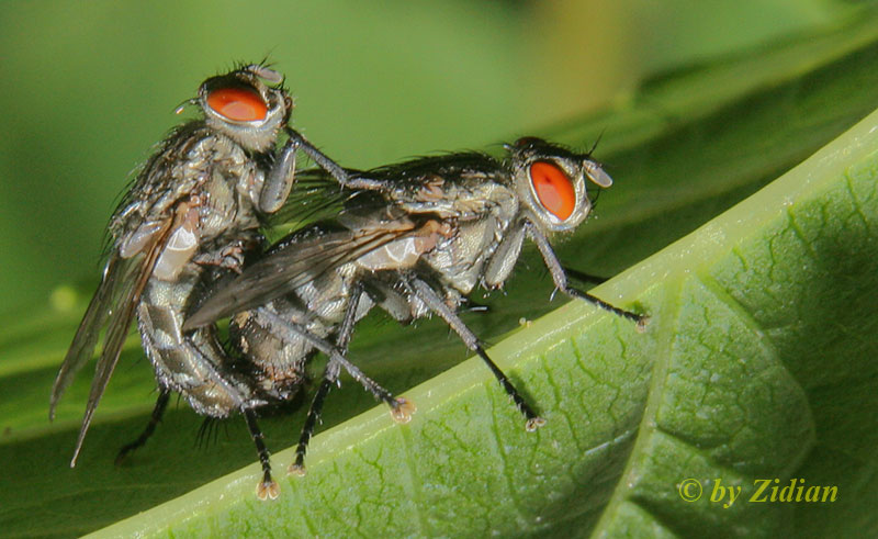 Mosche: accoppiamento