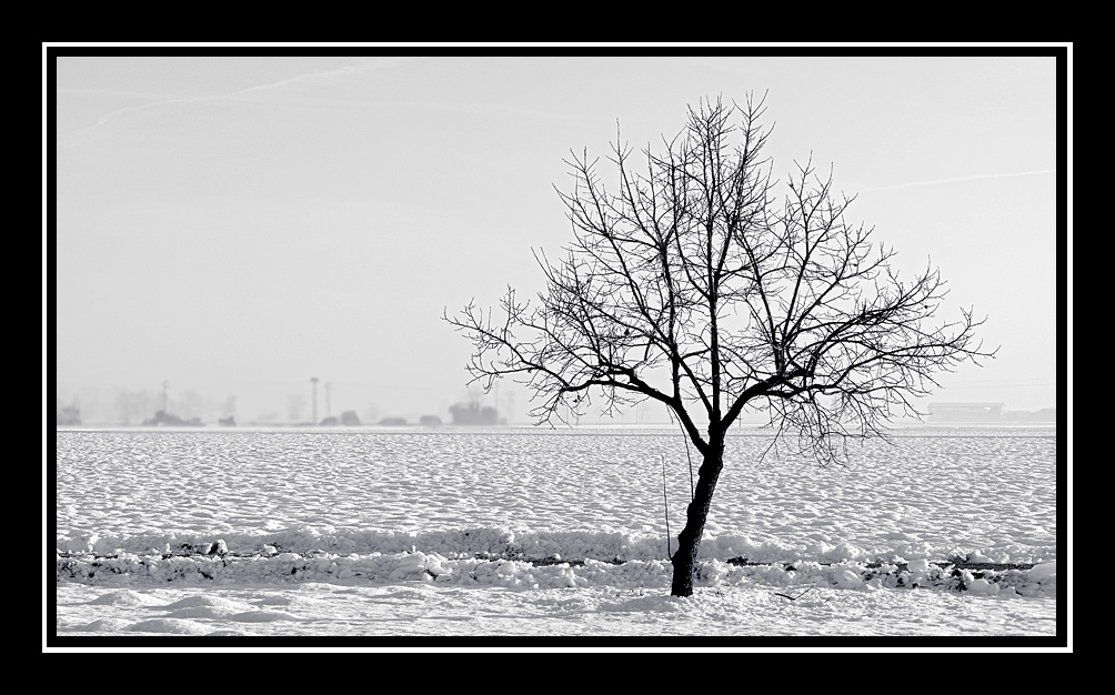 sopravvivero' all'inverno