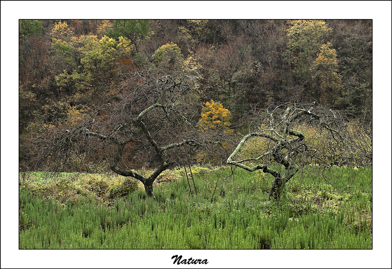 Natura