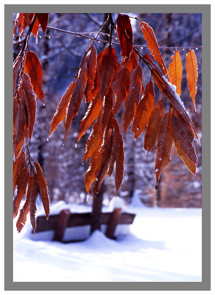 non finisce piu questo inverno....