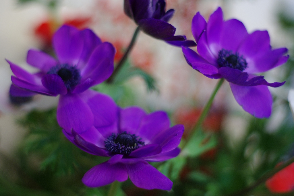 Fior d'impressionismo