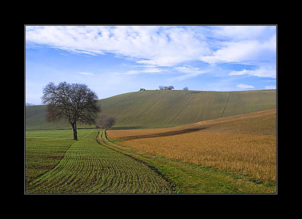 paesaggio marchigiano