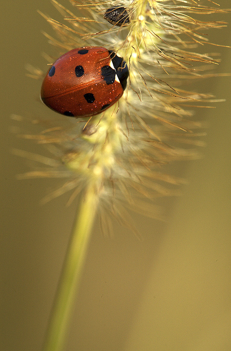 Coccinella