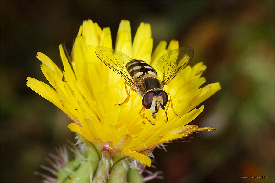 Lul� � sempre Elegante !!!