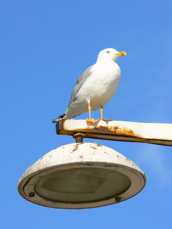 Guardiano del faro ...