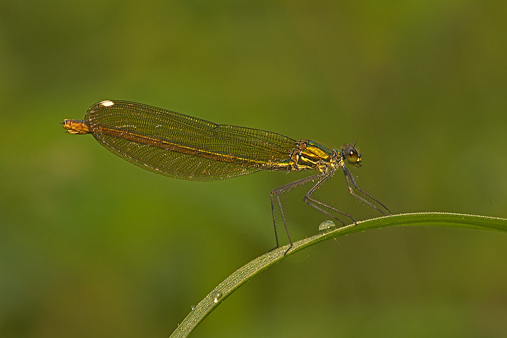 Calopteryx splendes (f)
