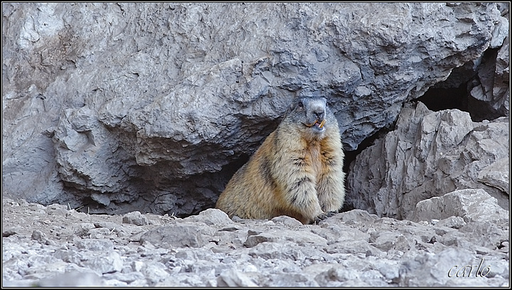 marmotta