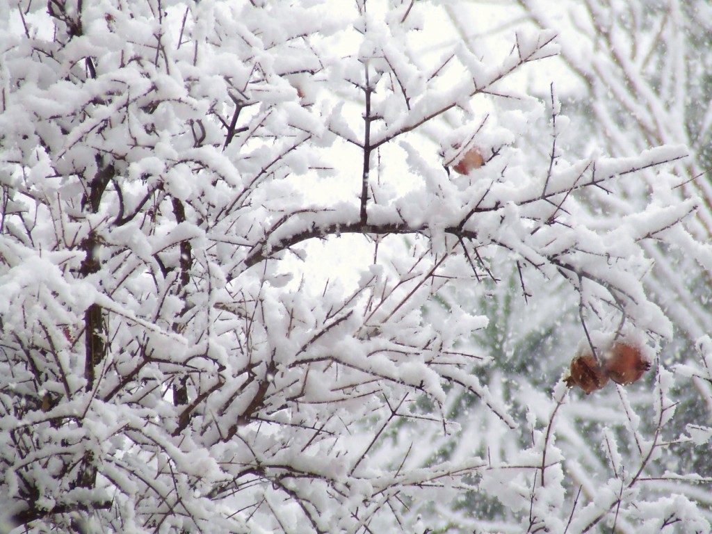 Melograno al freddo!