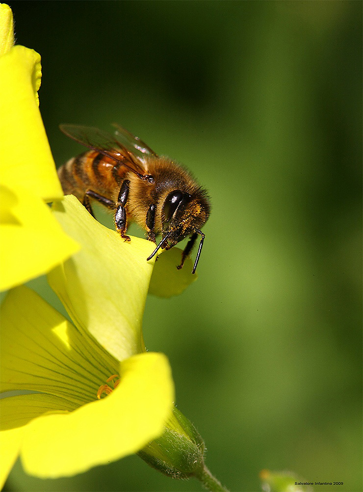 ...primo piano ad una vanitosa...!!!