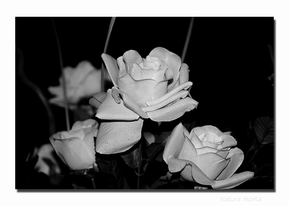 Natura morta