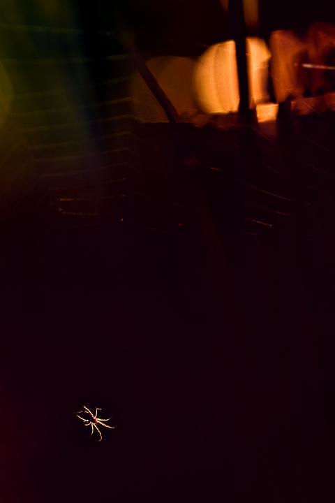 crepuscolo degli dei