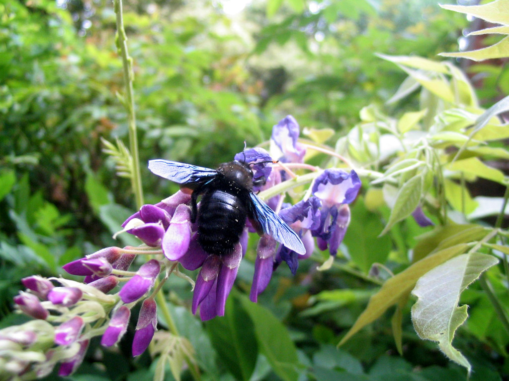 Calabrone sul glicine