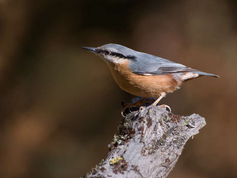 Ancora picchio muratore