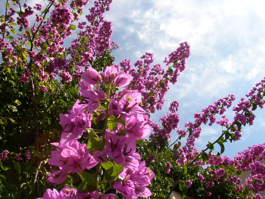 Bouganvillea