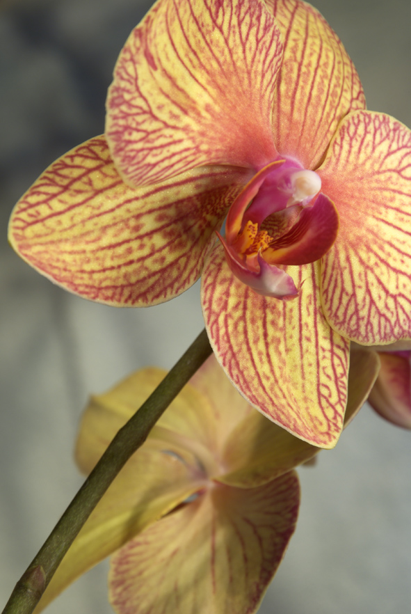 Orchidea Phalaenopsis