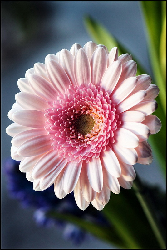 Delicatezza...in rosa