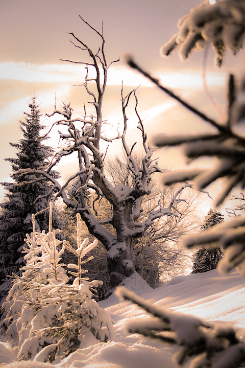 L'albero delle fiabe