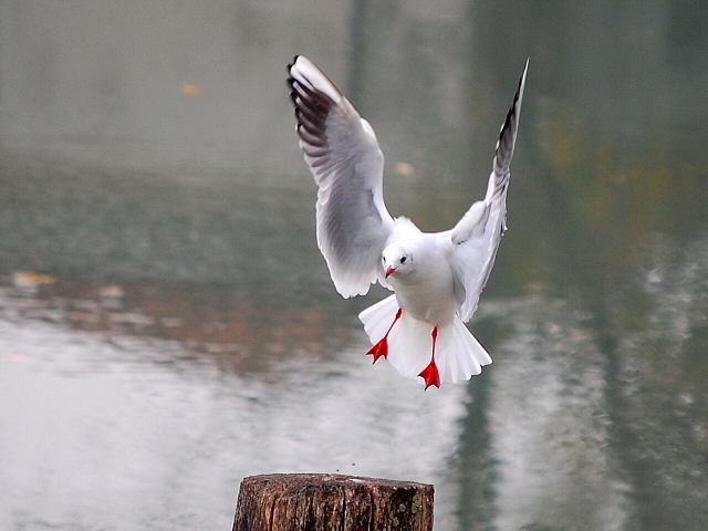 Gabbiano Spirito santo