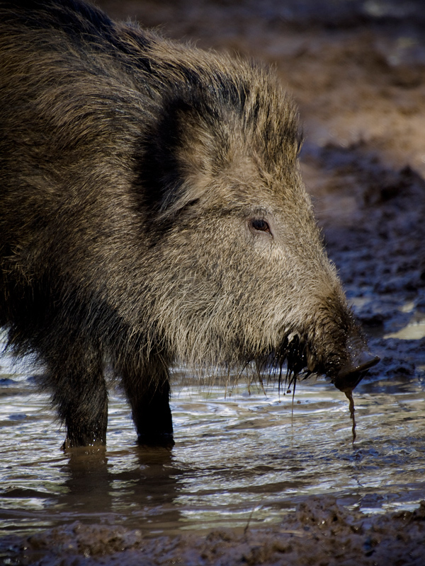 Il cinghiale che si disseta