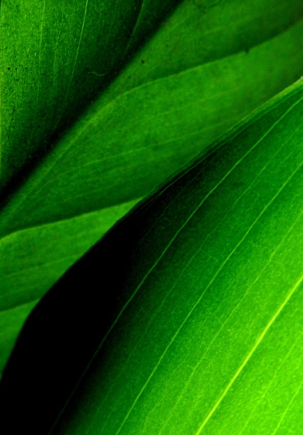 Chiamiamole ancora foglie....