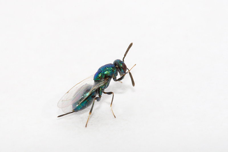 Torymus flavipes  Imenotteri-Chalcidoidae