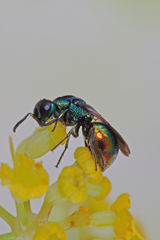 Imenottero  Chrisidae (?)