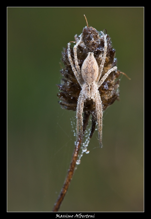 Oggi piovra surgelata...