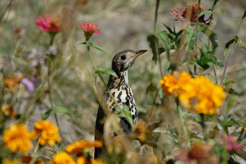 Chiss� se sono nascosto..