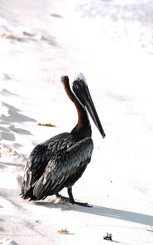 Pellicano Miami 2001