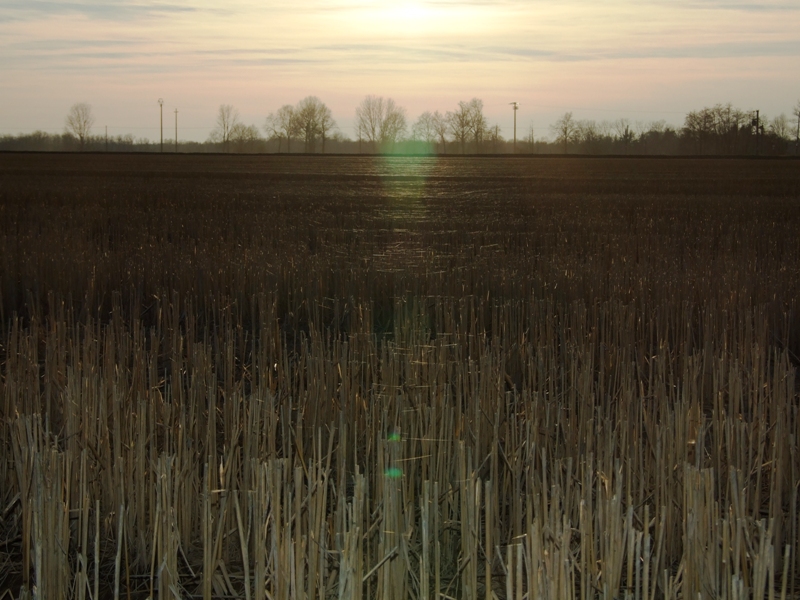 Migliaia di ragnatele....