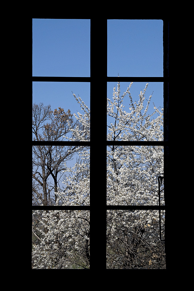 la finestra sul giardino